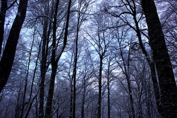 Beautiful winter forest in the snow. Snowy winter in a deserted forest. Scenic nature of snowy winter in the forest.