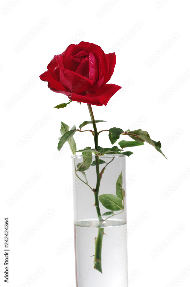 Wall mural red rose. isolated on white