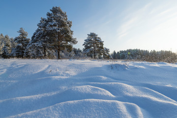 Pine forest in winter sunny day