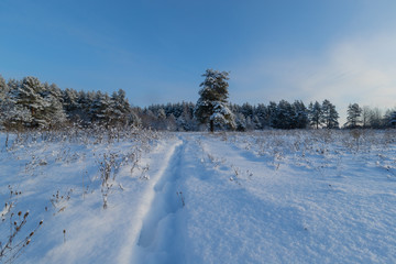 Fototapeta na wymiar Pine forest in winter sunny day