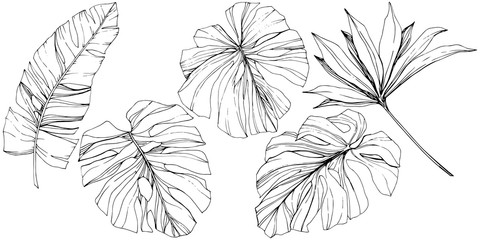 Vector Exotic tropical hawaiian summer. Black and white engraved ink art. Isolated leaf illustration element. - 242424797