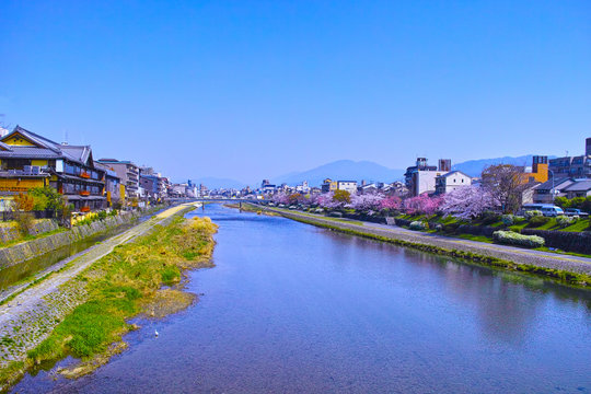 京都、春の桜咲く五条大橋から見た鴨川の風景

