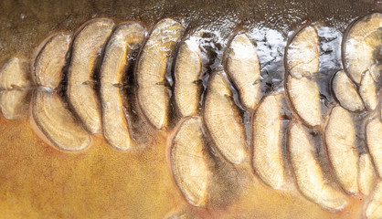 Scales on carp fish as abstract background