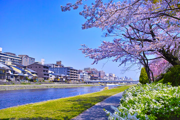 京都五条、春の桜咲く鴨川河原沿いの遊歩道からの風景
