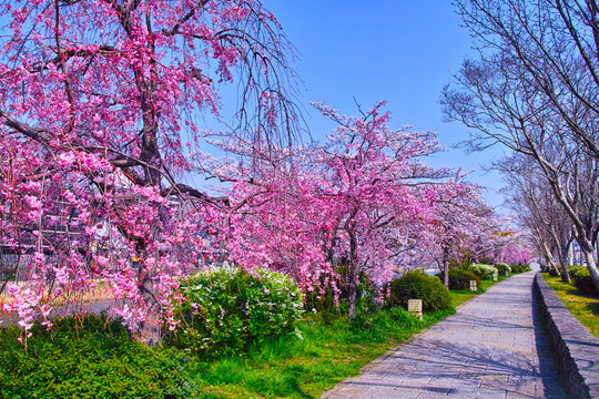 京都五条、枝垂桜が満開の鴨川沿いの遊歩道
