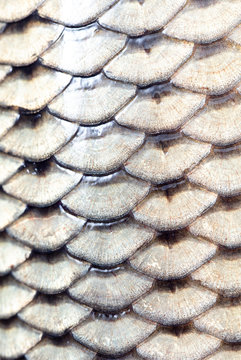 Scales on carp fish as abstract background