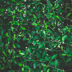 Fototapeta na wymiar Tropical green leaf background.