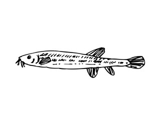 해산물 일러스트 / 손으로 그린 수산물 그림