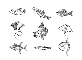 해산물 일러스트 / 손으로 그린 수산물 그림