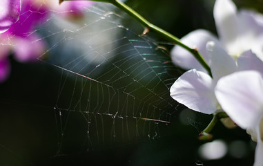 Close-up view of spider web