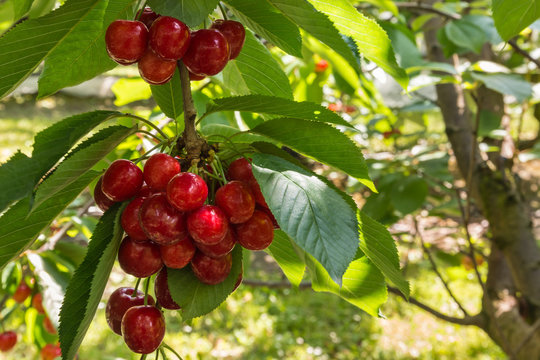 cluster of ripe cherries on cherry tree with copy space