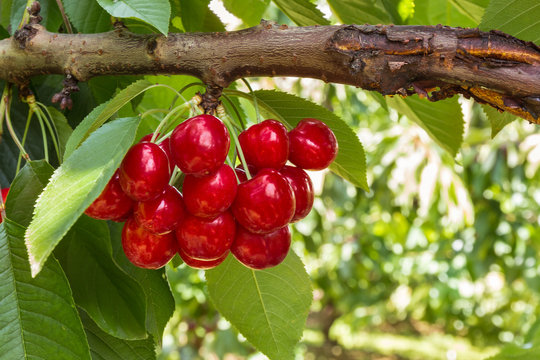 bunch of ripe cherries on cherry tree with copy space