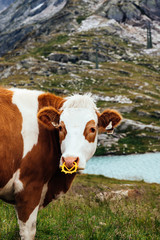 Fototapeta na wymiar Cow grazing in the mountains in Austrian Alps