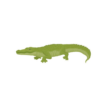 Detailed flat vector icon of green crocodile. Large aquatic reptile. Australian predatory animal. Wildlife theme