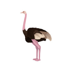 Detailed flat vector icon of ostrich, side view. Large flightless Australian bird with long pink neck and legs
