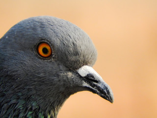 portrait of pigeon