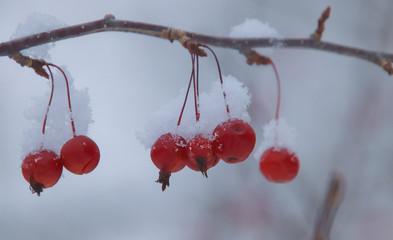 red berries in snow
