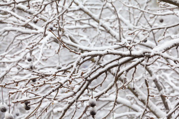 Branches Covered By Snow