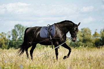 Training a horse on the lunge.