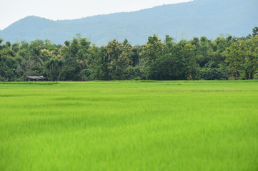 Beautiful rice fields of green with the mountain landscape