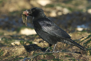 Fototapeta premium A Carrion Crow (Corvus corone) perching on a rock on a beach in the UK with a fish in its beak which it is about to eat. 