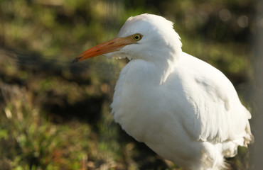 A beautiful Cattle Egret (Bubulcus ibis) hunting for food in a field where cows are grazing in the UK.	