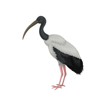 Australian white ibis. Large bird with black and white feathers and long beak. Wildlife theme. Detailed flat vector icon