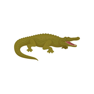 Detailed flat vector icon of green marine crocodile with open mouth. Australian alligator. Predatory animal