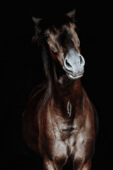 Black horse portrait isolated on black, Ukrainian horse.