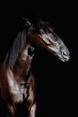 Plakat Black horse portrait isolated on black, Ukrainian horse.