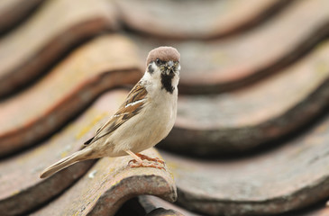 A rare Tree Sparrow (Passer montanus) perched on tiles on a roof with a beak full of insects for its babies. Its nest is under the tiles on the roof.