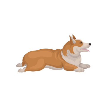Welsh corgi lying on floor with back legs stretching out, side view. Lovely dog with red-beige coat. Flat vector icon