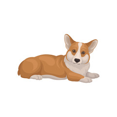 Welsh corgi lying on floor, side view. Cute home pet. Dog with red coat and short legs. Detailed flat vector icon