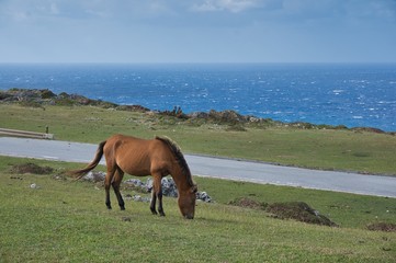 野生の馬、与那国島