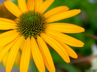 colorful aster flower