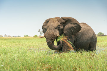 ein mächtiger afrikanischer Elefant, Loxodonta africana, frisst Seidengras im Okavangodelta