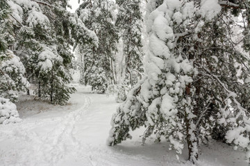 Forest. Winter. Snow covered trees. Drifts. Coldly. Beauty.