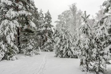 Forest. Winter. Snow covered trees. Drifts. Coldly. Beauty.