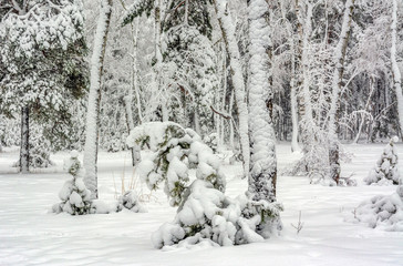 Forest. Winter. Snow covered trees. Drifts. Coldly. Beauty.