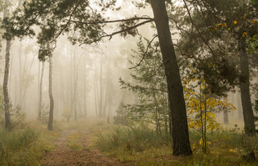 Forest. Fog. Autumn leaves. Autumn colors. Have a walk in the forest