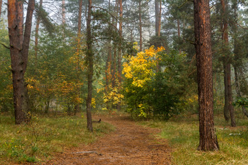 Forest. Fog. Autumn leaves. Autumn colors. Have a walk in the forest