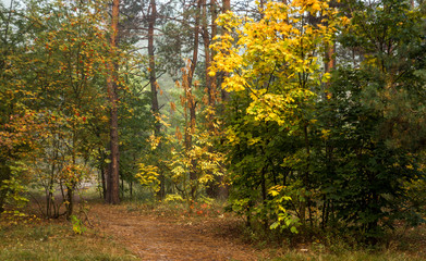 Fototapeta na wymiar Forest. Fog. Autumn leaves. Autumn colors. Have a walk in the forest