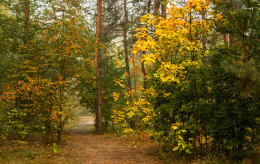 Obraz premium Forest. Fog. Autumn leaves. Autumn colors. Have a walk in the forest