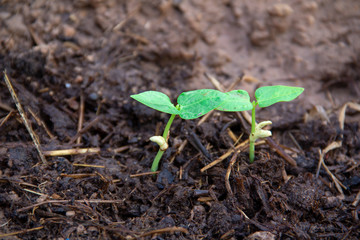 Nut seedling in organic farm on daylight. 