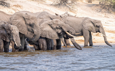 Elefanten trinken Wasser am Chobe River, Botswana