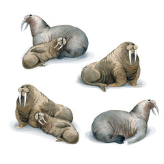 Watercolor illustration isolated on white background. A herd of walruses lie. Sketch of wild sea north animals © Kateryna
