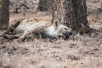 Hyène couchée dormant au pied d'un arbre.
