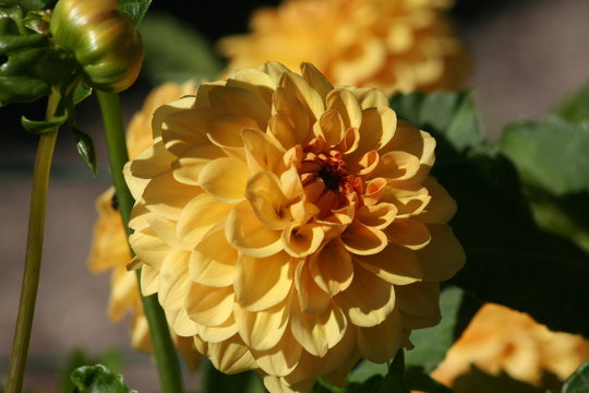 Dalia