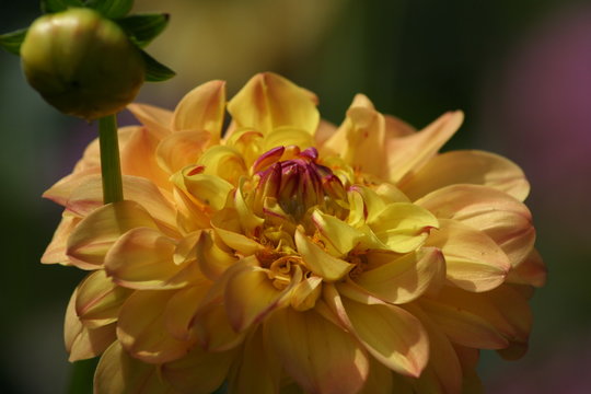 Dalia