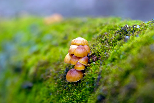 Beautiful closeup of forest mushrooms. Gathering mushrooms. Mushrooms photo